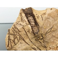 Glyptostrobus europaeus